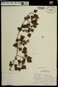 Crataegus marshallii image