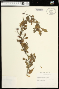 Crataegus spathulata image