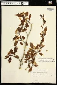 Crataegus viridis image