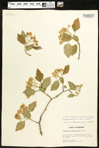 Crataegus mollis image