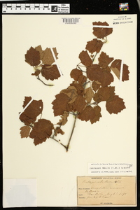 Crataegus mollis image