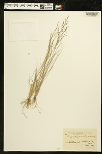 Eragrostis pectinacea var. pectinacea image