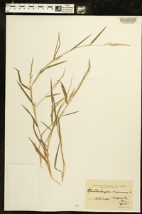 Muhlenbergia mexicana image