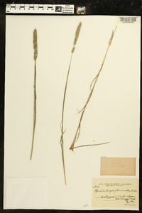 Muhlenbergia glomerata image