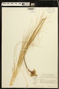 Xerophyllum asphodeloides image