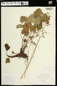 Heuchera americana image