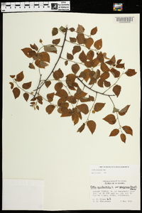 Celtis tenuifolia image