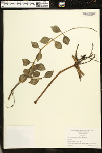 Peperomia rhombea image