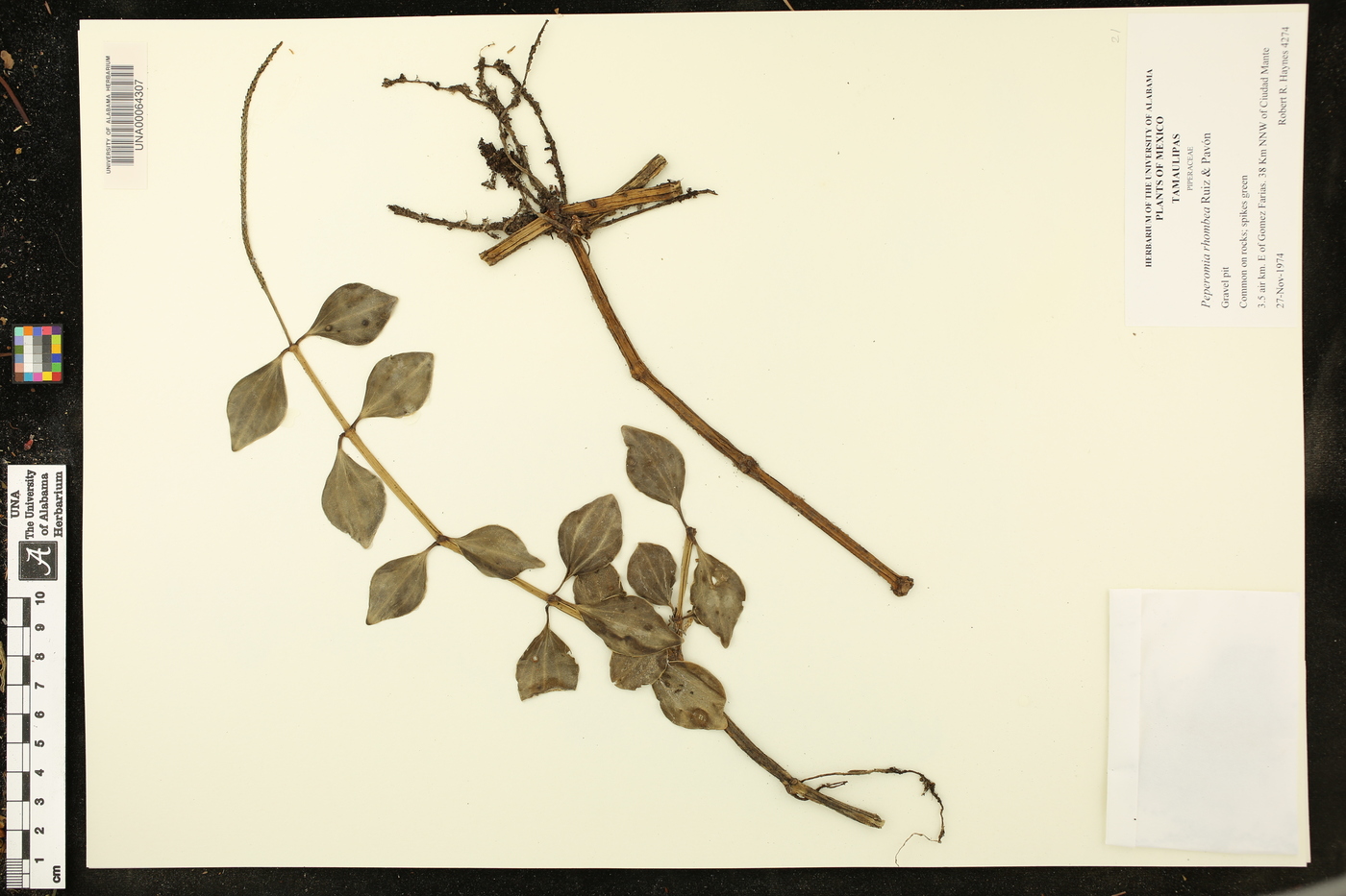 Peperomia rhombea image