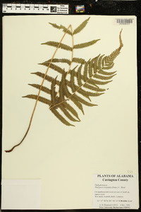 Thelypteris hispidula image