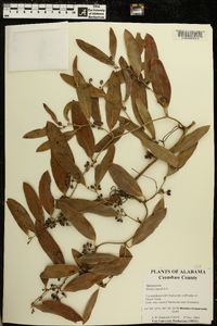 Smilax laurifolia image