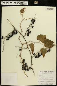 Smilax bona-nox image