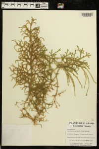 Lycopodiella cernua image