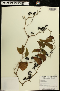 Smilax bona-nox image