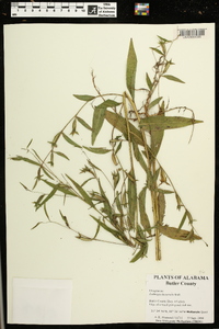 Ludwigia decurrens image