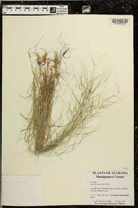 Aristida oligantha image