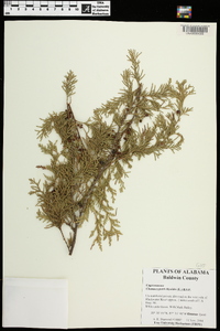 Chamaecyparis thyoides image