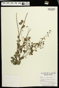 Desmodium ciliare image