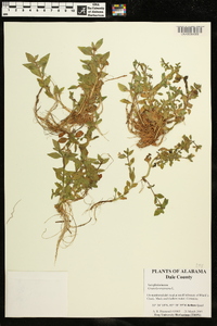 Gratiola virginiana image