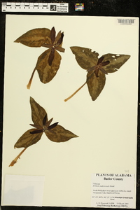 Trillium underwoodii image