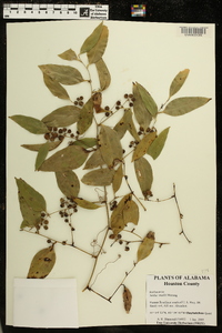 Smilax smallii image