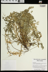 Corydalis micrantha image