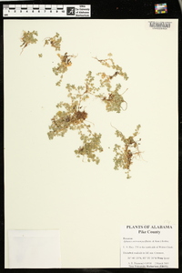 Aphanes microcarpa image