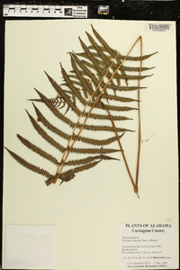 Thelypteris kunthii image