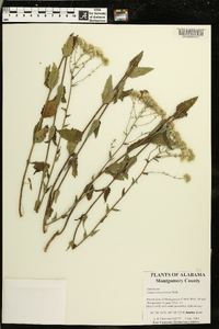 Eupatorium pilosum image