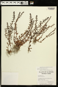 Veronica peregrina subsp. peregrina image