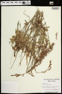 Rumex hastatulus image