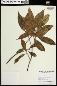 Illicium floridanum image