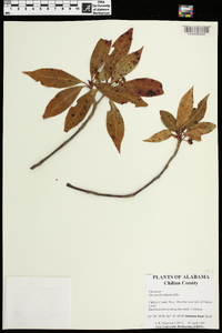 Illicium floridanum image