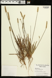 Plantago wrightiana image