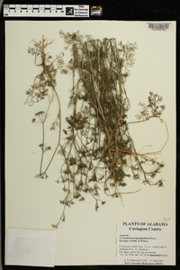 Cyclospermum leptophyllum image