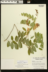 Lathyrus venosus image