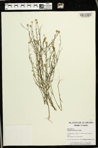 Polygala mariana image