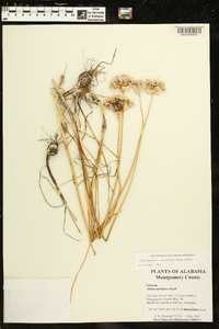 Allium canadense var. mobilense image