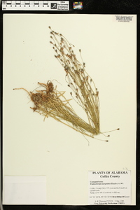 Wahlenbergia marginata image