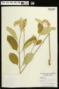 Asclepias variegata image