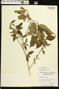 Cornus foemina image