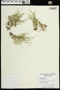 Arenaria serpyllifolia image