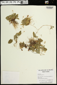 Viola primulifolia image