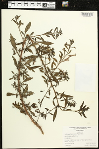 Ludwigia leptocarpa image