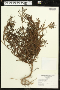 Ludwigia suffruticosa image