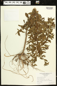 Ludwigia suffruticosa image