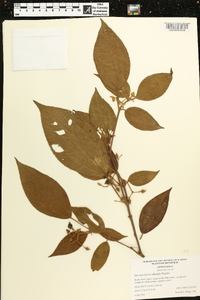 Miconia lacera image