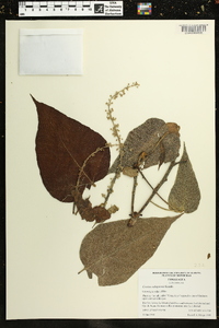 Croton xalapensis image