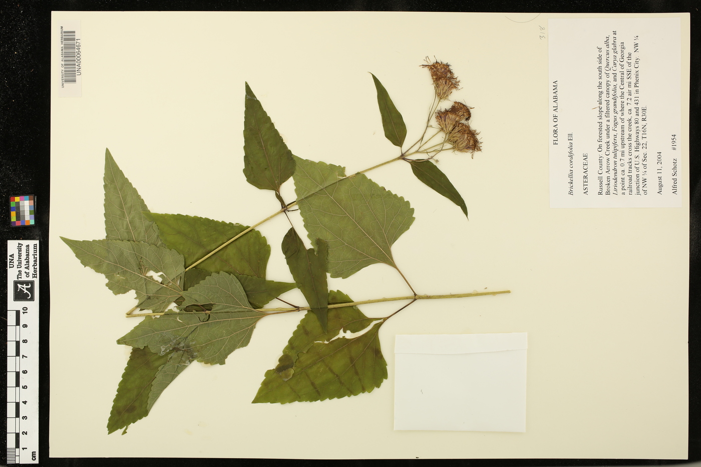 Brickellia cordifolia image