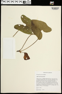 Hexastylis speciosa image